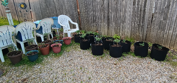 A picture of gravel covered ground with several pots and grow bags with young pepper and tomato plants in them